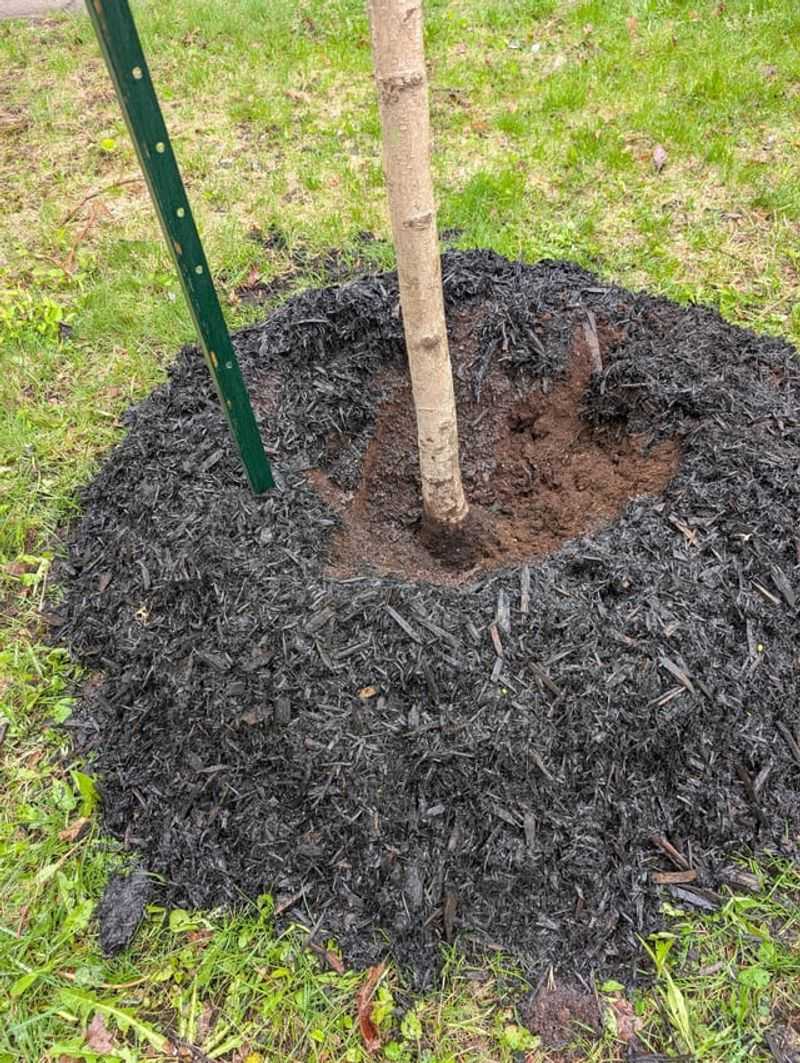 Pull Mulch Away From The Tree Trunk
