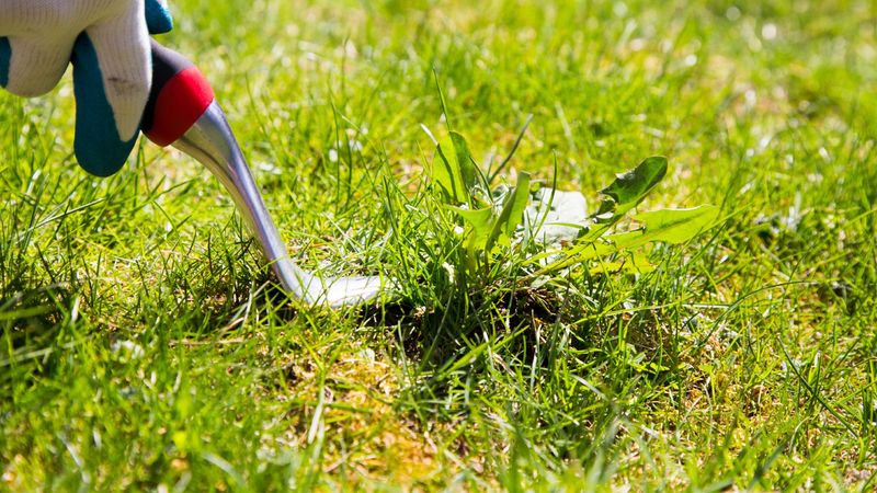 Pull Small Crabgrass Plants Before They Seed Pull Small Crabgrass Plants Before They Seed