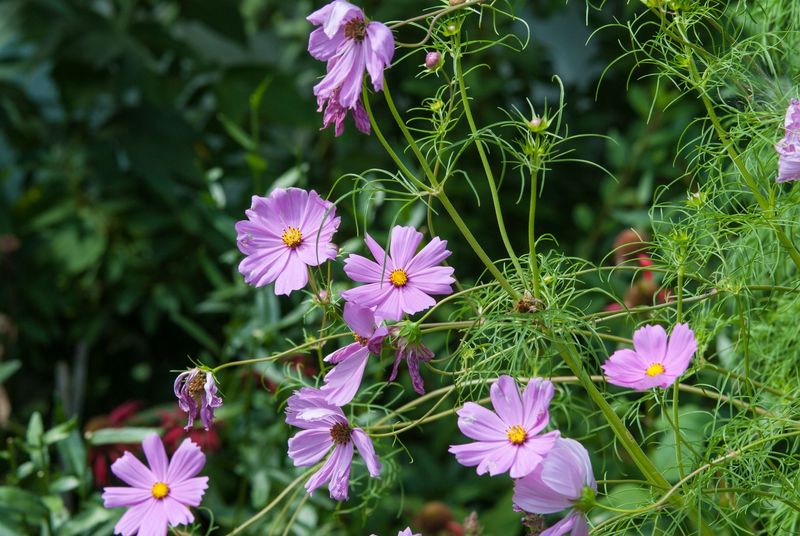 Pull Summer Annuals And Clear Out Worn Plants