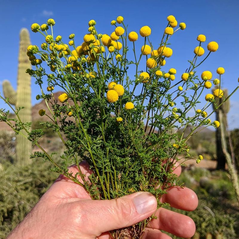 Pull annual weeds before they set seed