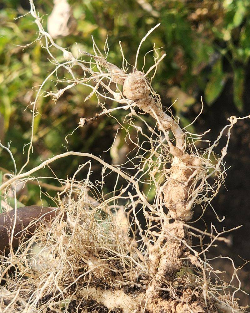 Pulling A Plant And Reading The Roots