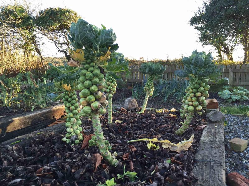Pulling Cold Hardy Crops Too Early