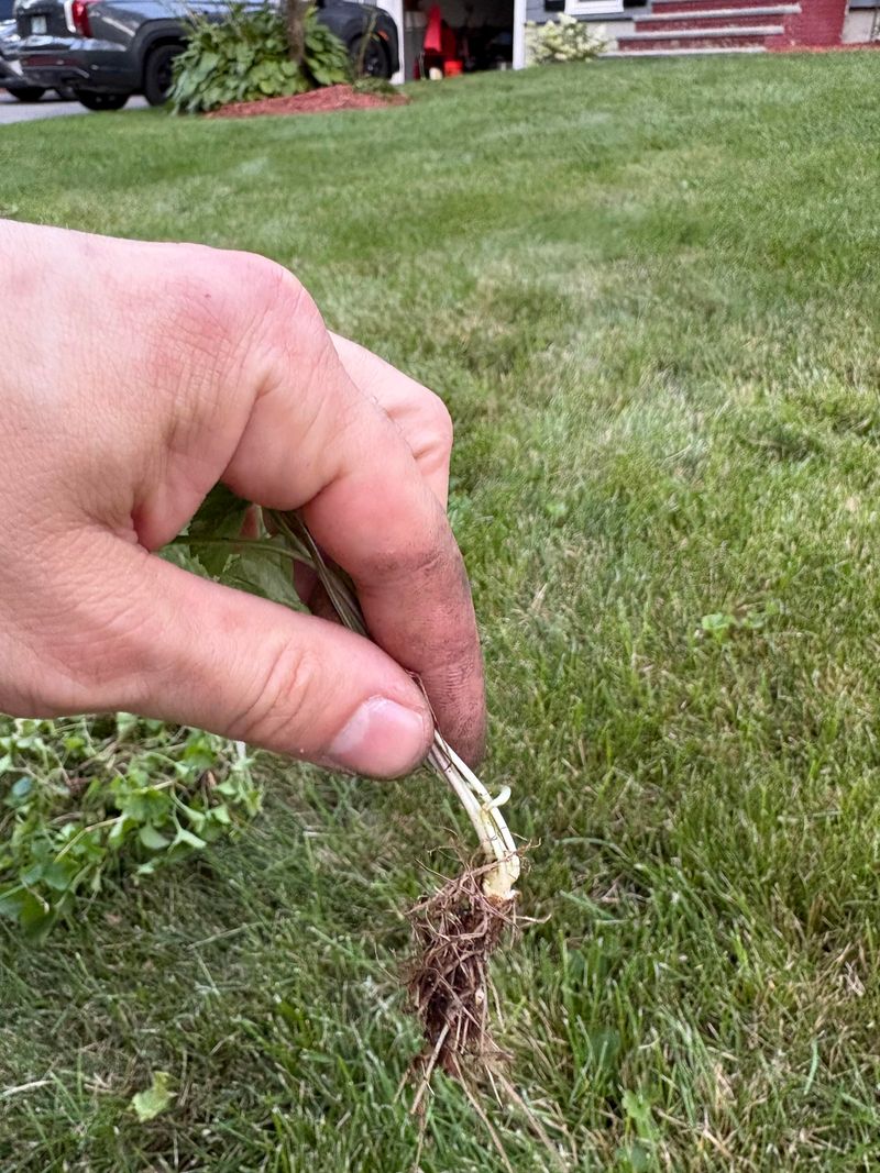 Pulling The Tops May Leave Underground Growth Behind