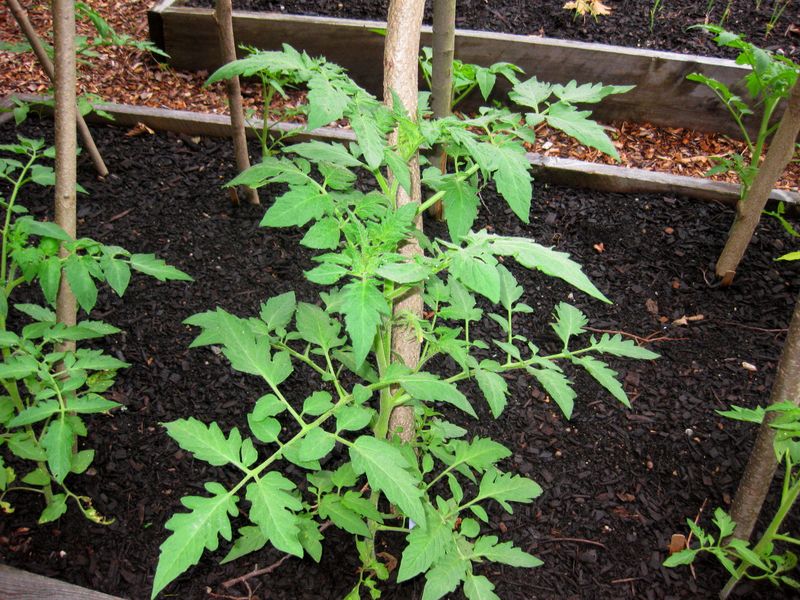 Pulling The Whole Plant Reduces Risk