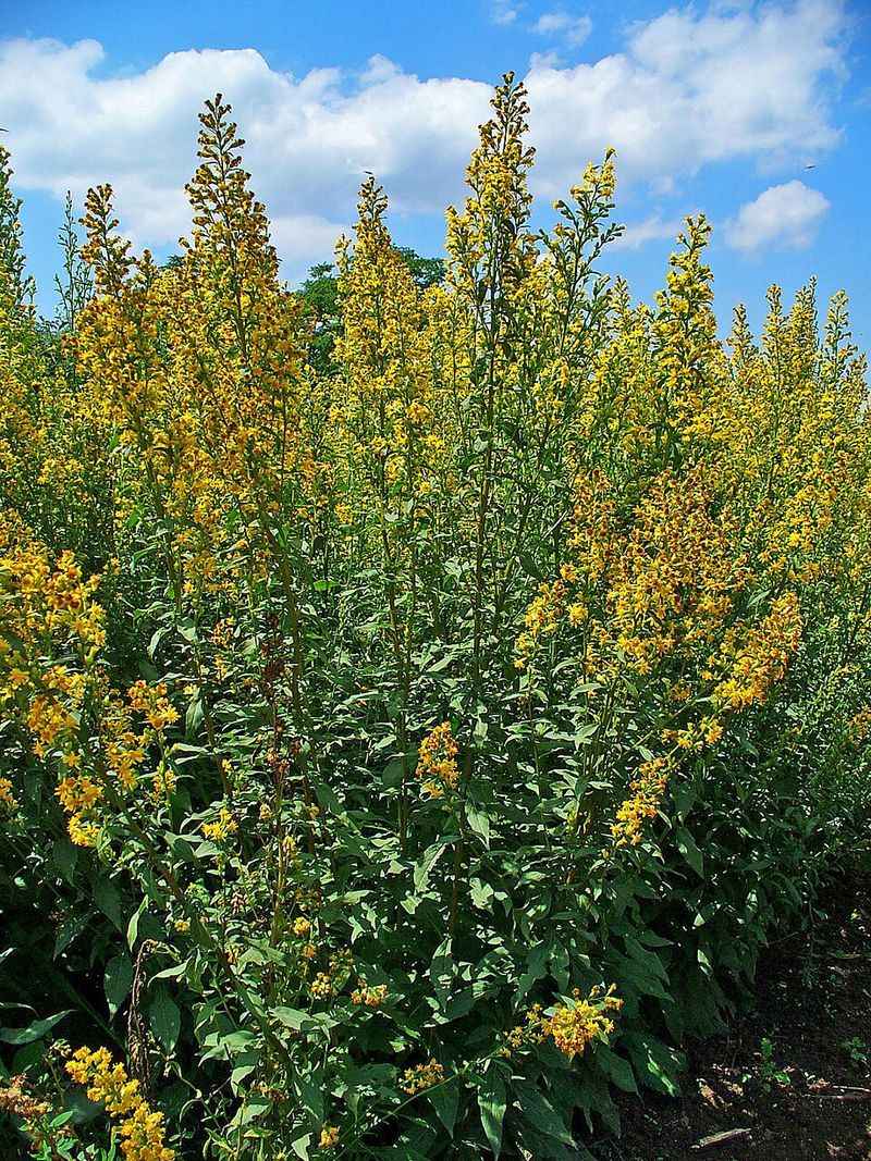 Pulling The Wrong Plant Is The Most Common Yard Mistake