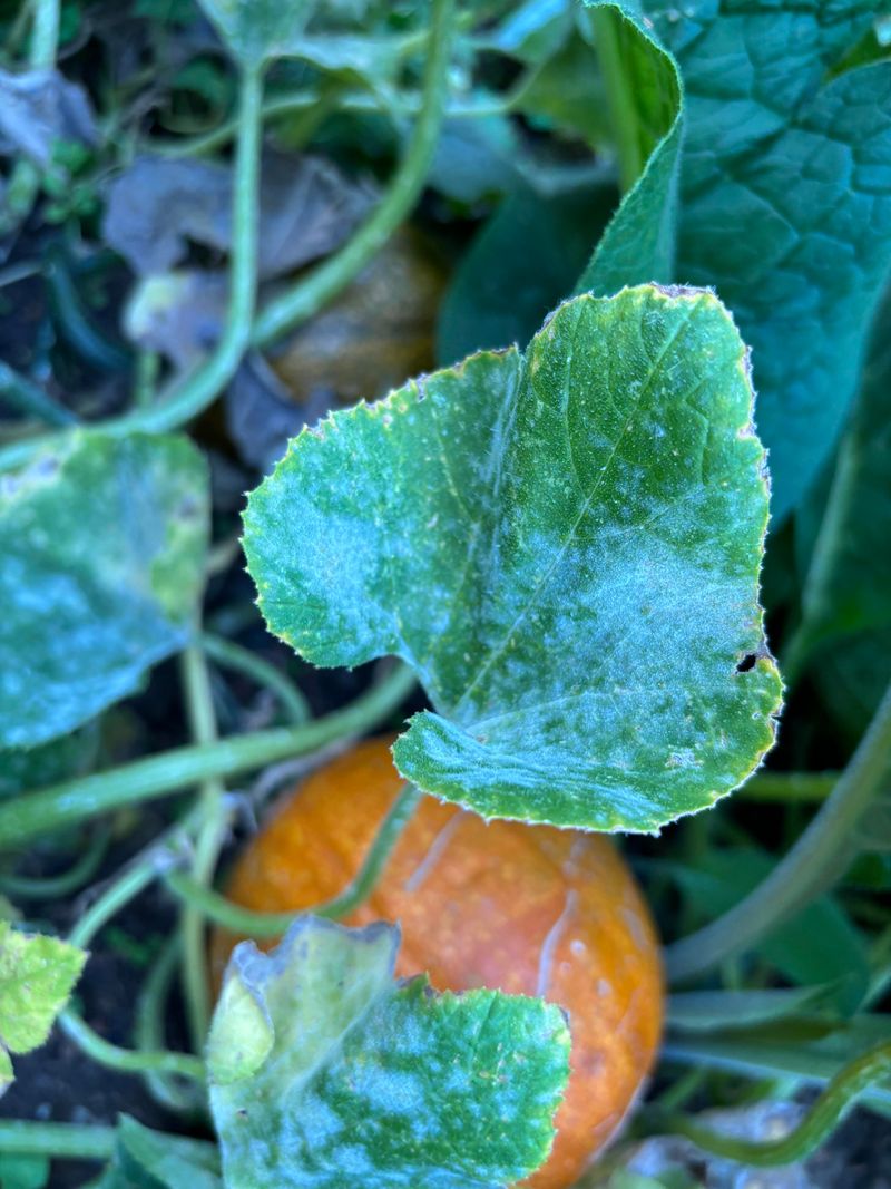 Pumpkins