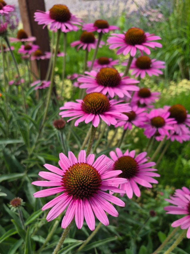Purple Coneflower Purple Coneflower