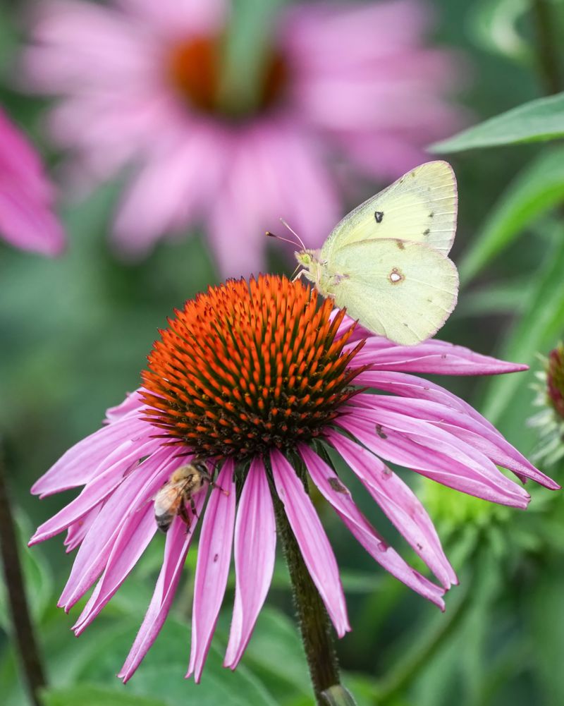 Purple Coneflower