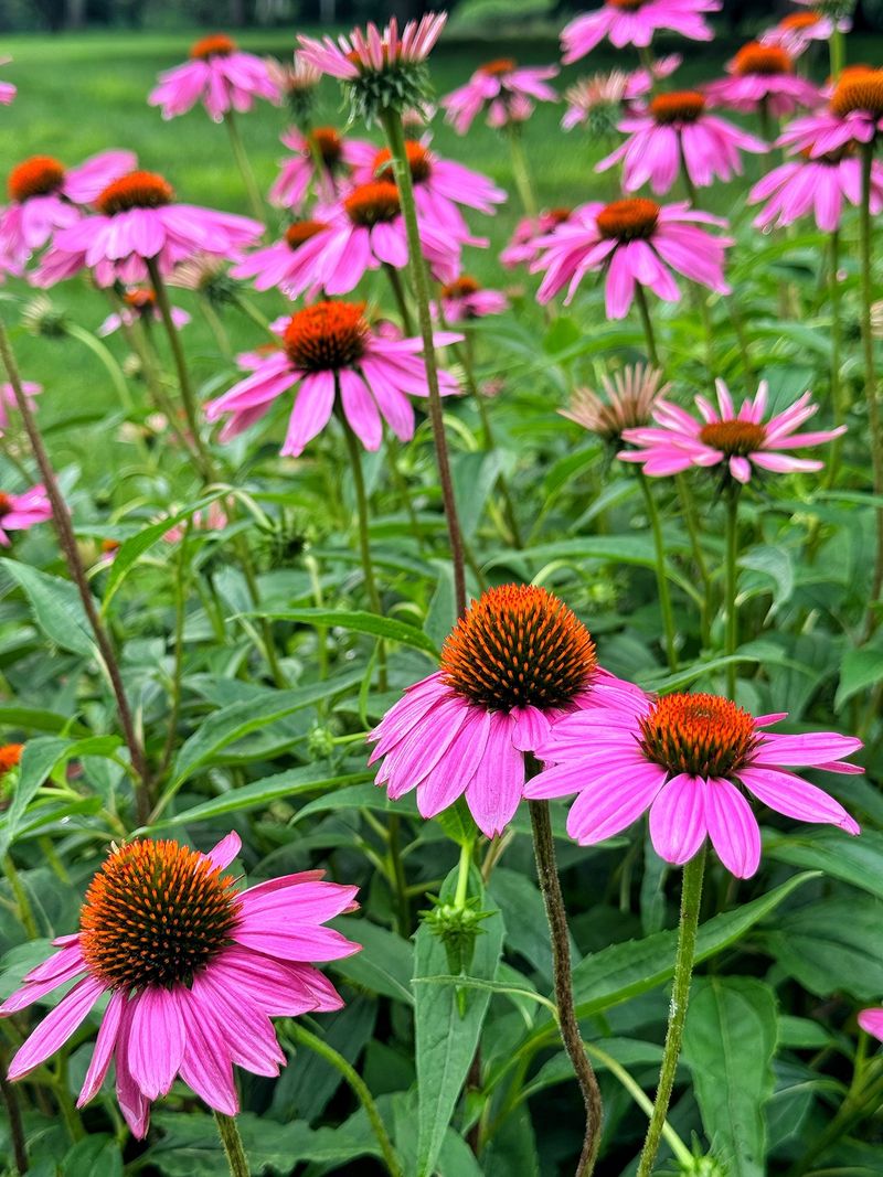 Purple Coneflower Purple Coneflower