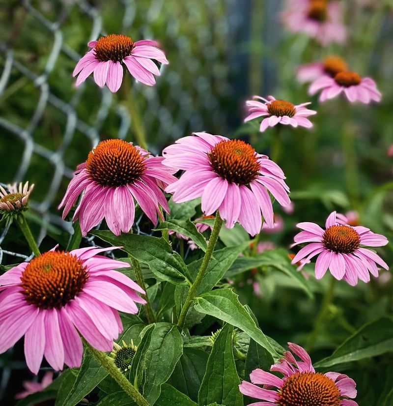 Purple Coneflower Purple Coneflower