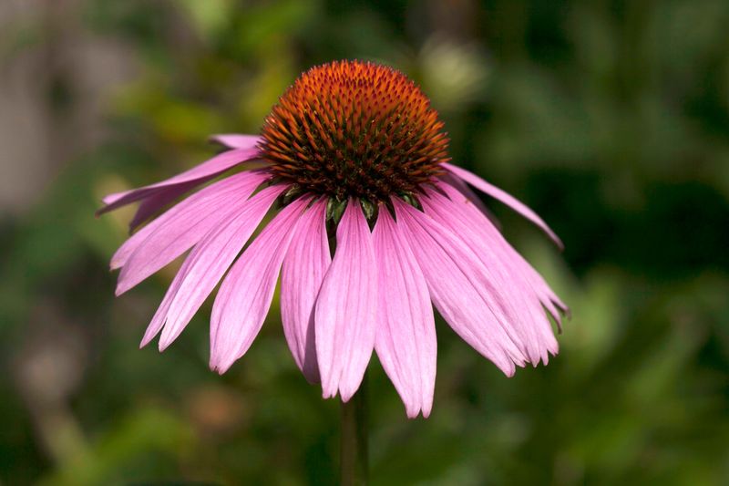 Purple Coneflower Digs Deep For Its Own Drink