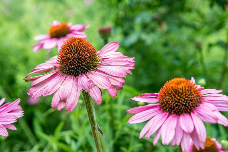 Purple Coneflower (Echinacea purpurea) Purple Coneflower (Echinacea purpurea)