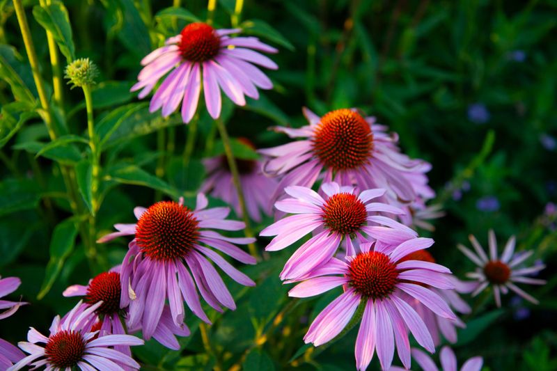 Purple Coneflower (Echinacea spp.)