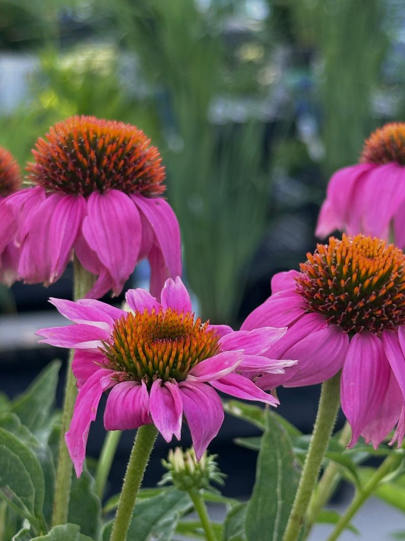 Purple Coneflower Keeps Going Through Drier Summer Stretches Purple Coneflower Keeps Going Through Drier Summer Stretches