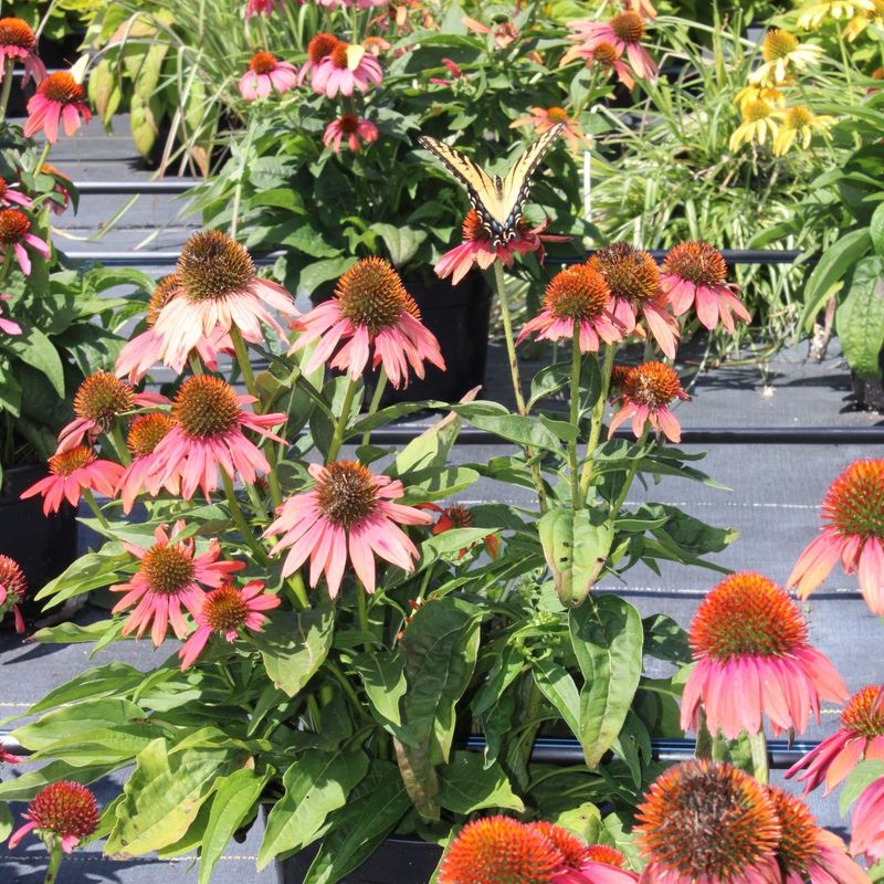 Purple Coneflower Keeps The Birds Coming Back Purple Coneflower Keeps The Birds Coming Back