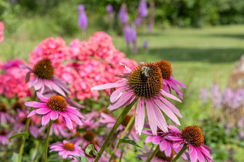 Purple Coneflower Returns Year After Year
