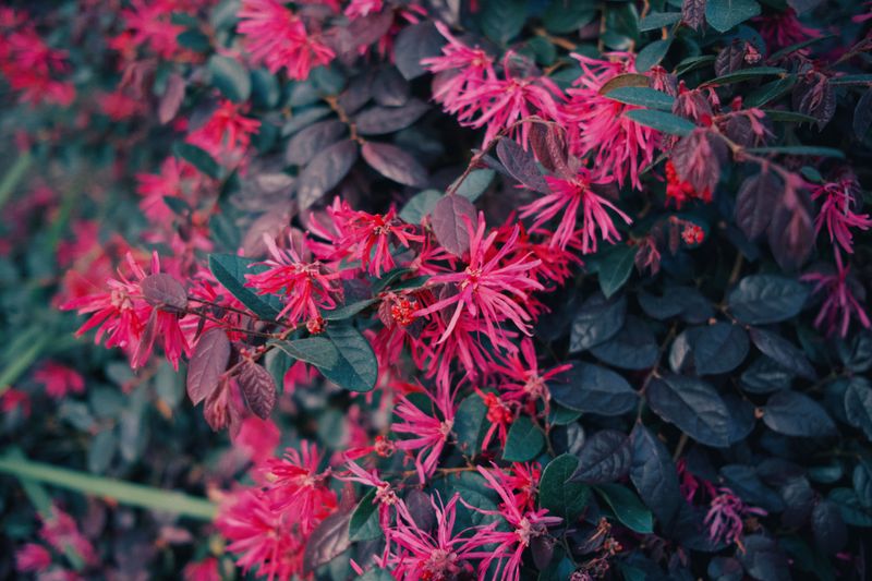 Purple Diamond Loropetalum For Evergreen Color Purple Diamond Loropetalum For Evergreen Color