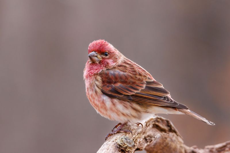 Purple Finches May Settle In For The Cold Months Purple Finches May Settle In For The Cold Months