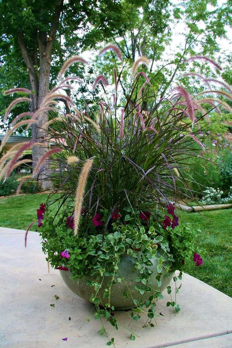 Purple Fountain Grass Adds Height And Movement Purple Fountain Grass Adds Height And Movement