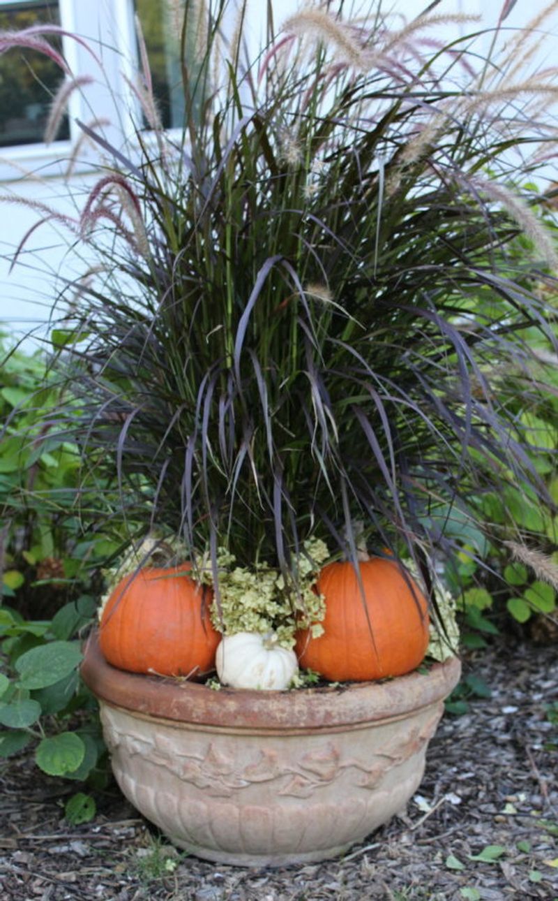 Purple Fountain Grass With Mini Pumpkins Purple Fountain Grass With Mini Pumpkins