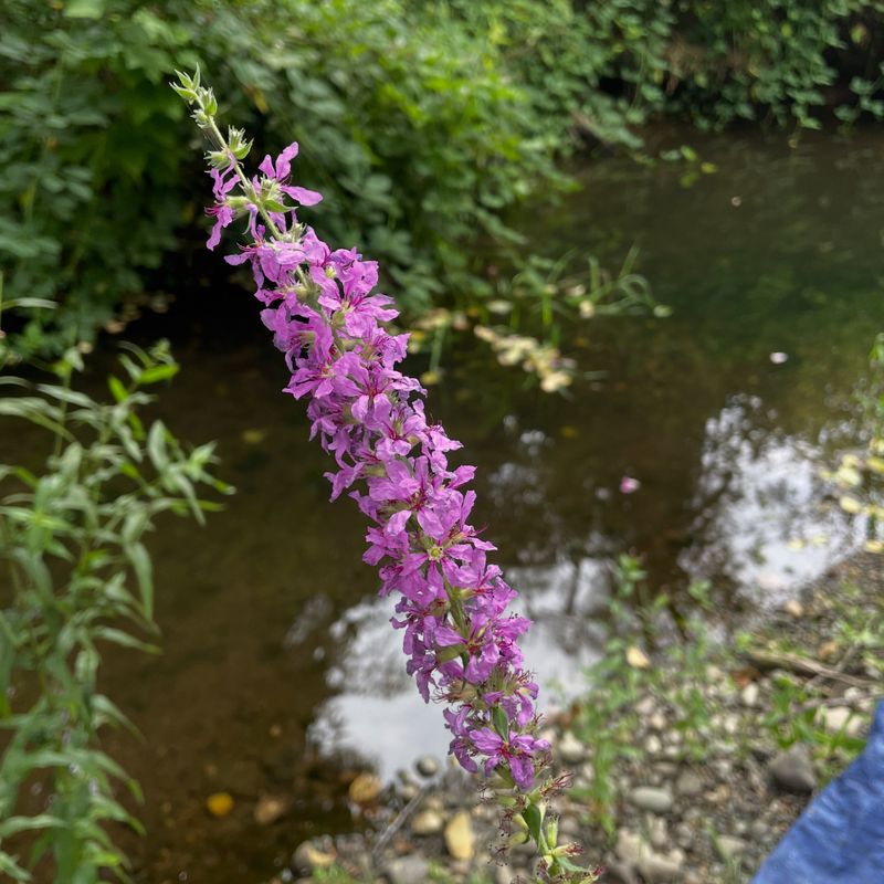 Purple Loosestrife