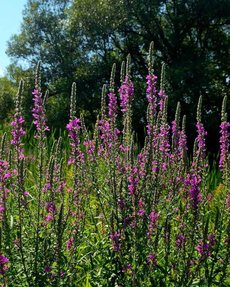 Purple Loosestrife Purple Loosestrife
