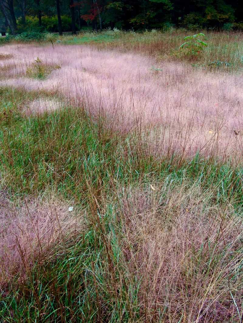 Purple Lovegrass Adds Airy Late Season Color Purple Lovegrass Adds Airy Late Season Color