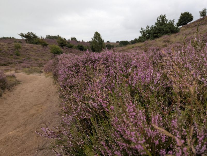 Purple Moor Grass Adds Late-Season Interest Purple Moor Grass Adds Late-Season Interest