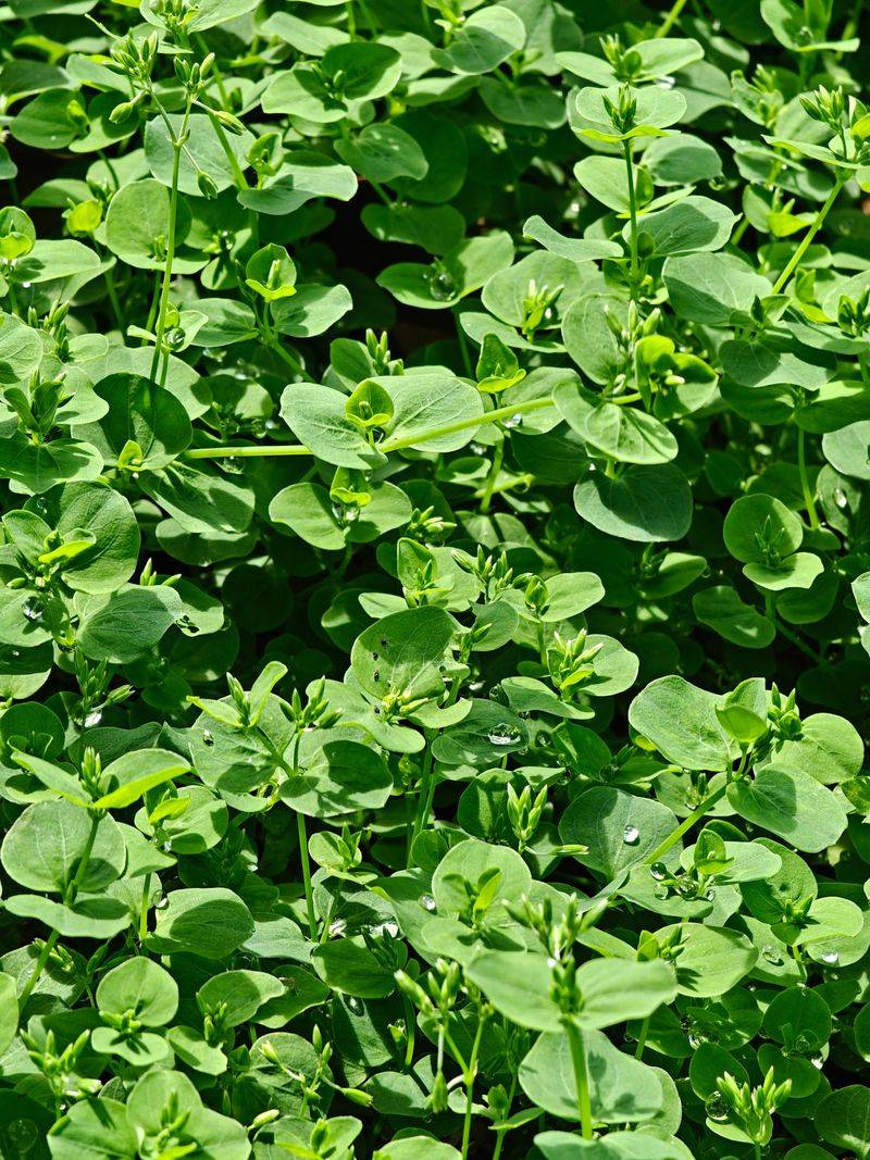 Purslane Hugs Ground And Regrows Purslane Hugs Ground And Regrows