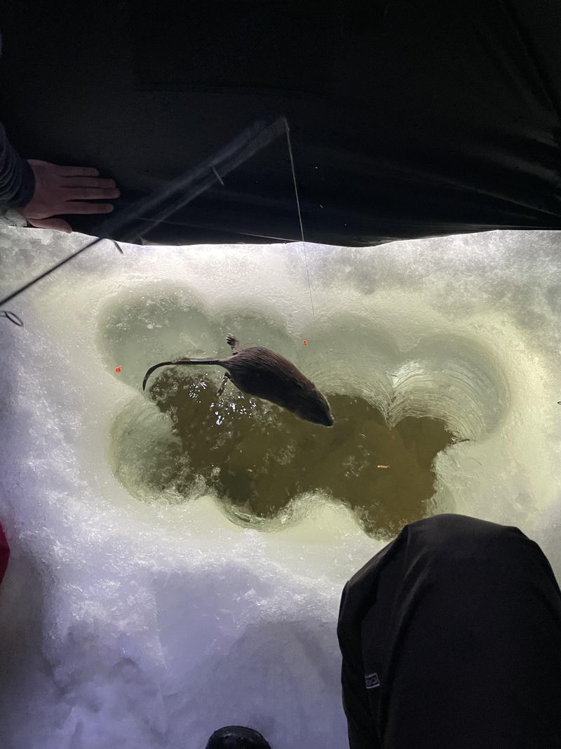 Push-Ups, The Tiny Rest Stops On The Ice Push-Ups, The Tiny Rest Stops On The Ice