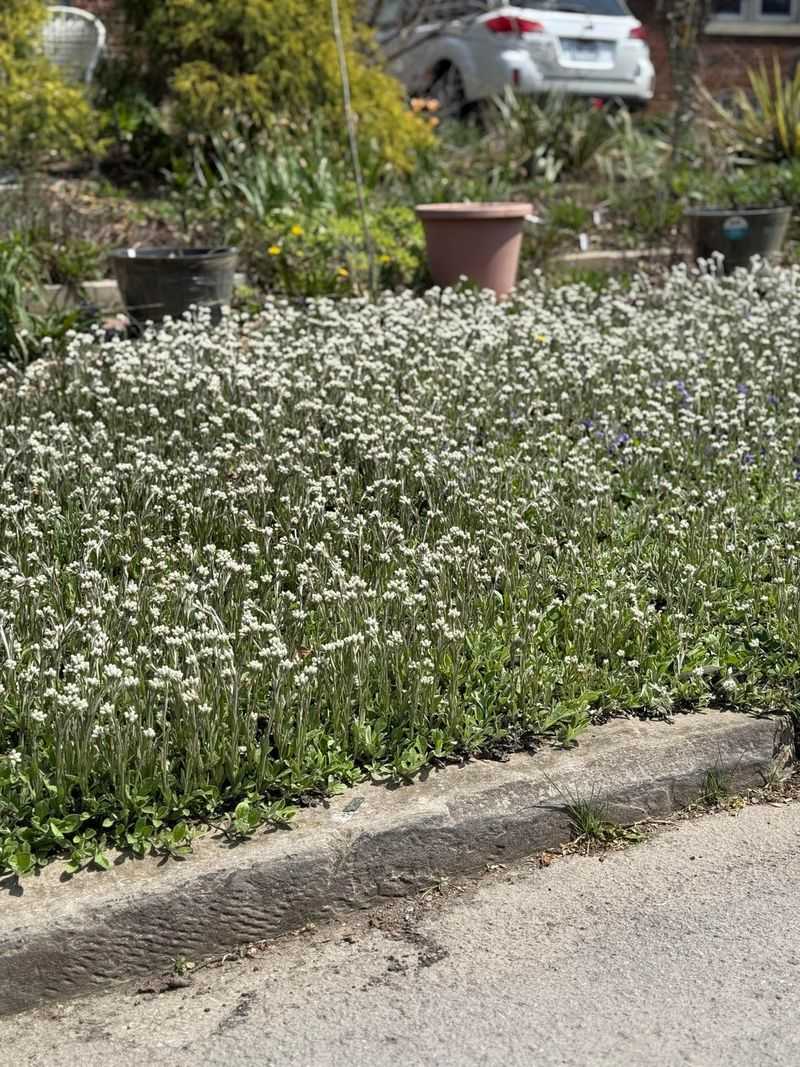 Pussytoes Seals Off Dry, Poor Soil