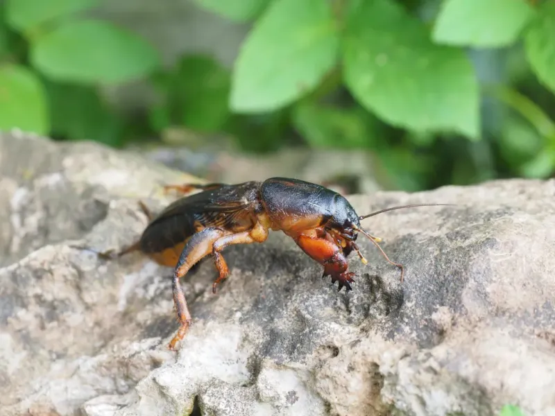 Put Mole Crickets High On The September Suspect List