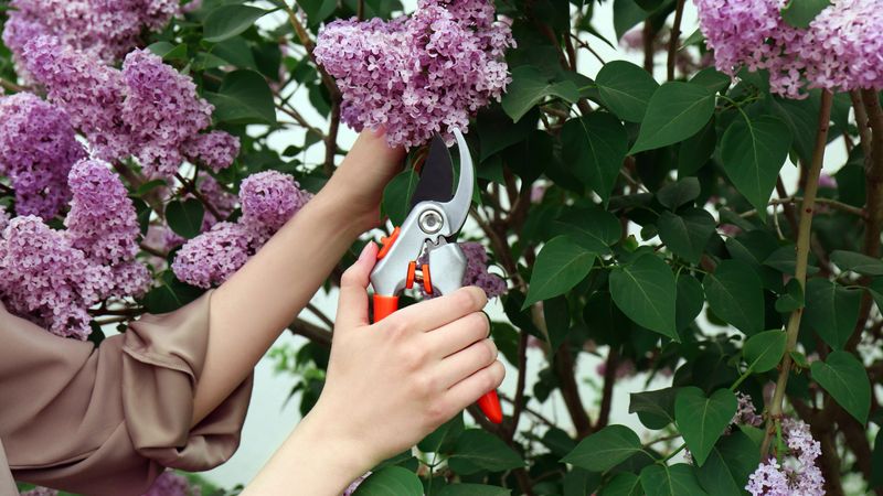 Put The Pruning Shears Away Now