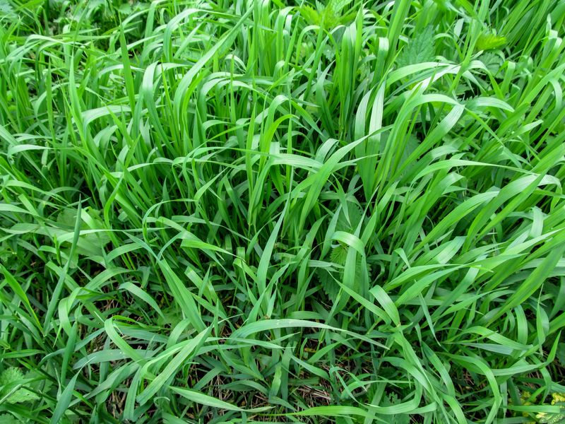 Quackgrass Can Be Dug More Easily After Rain Quackgrass Can Be Dug More Easily After Rain
