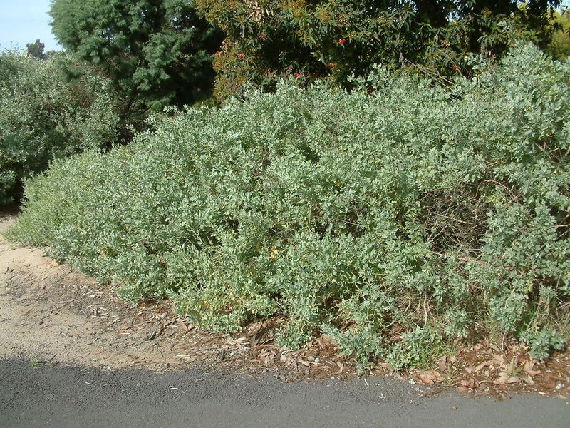 Quailbush Quailbush
