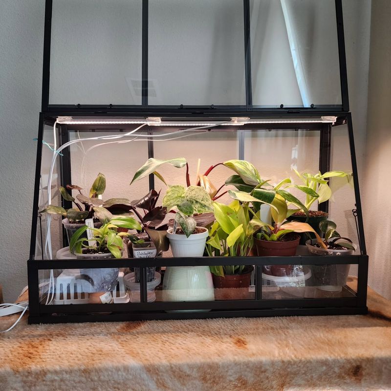 Quarantine Begonias Away From Houseplants