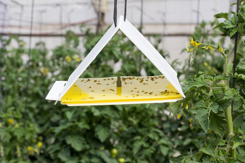 Quarantine Boundaries Change Throughout The Year