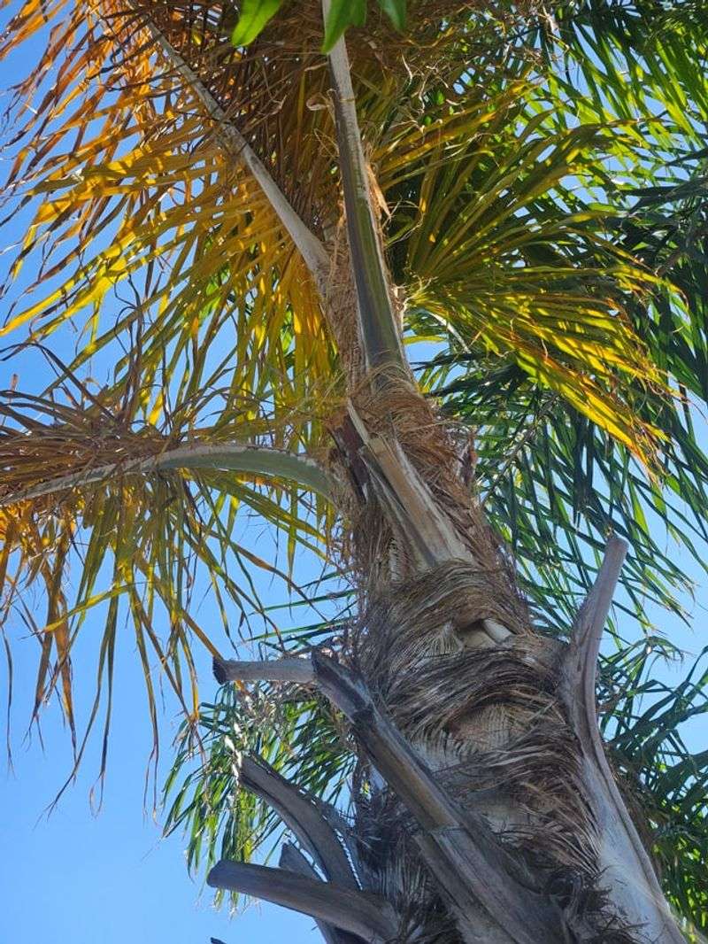 Queen Palm With Weak Fronds
