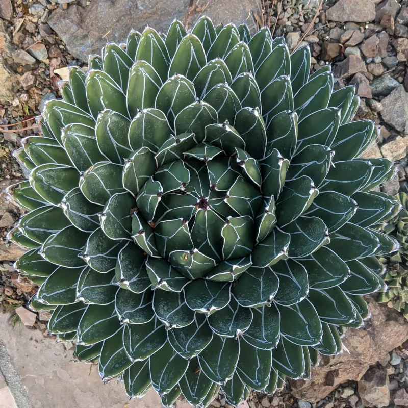 Queen Victoria Agave (Agave victoriae-reginae) Queen Victoria Agave (Agave victoriae-reginae)