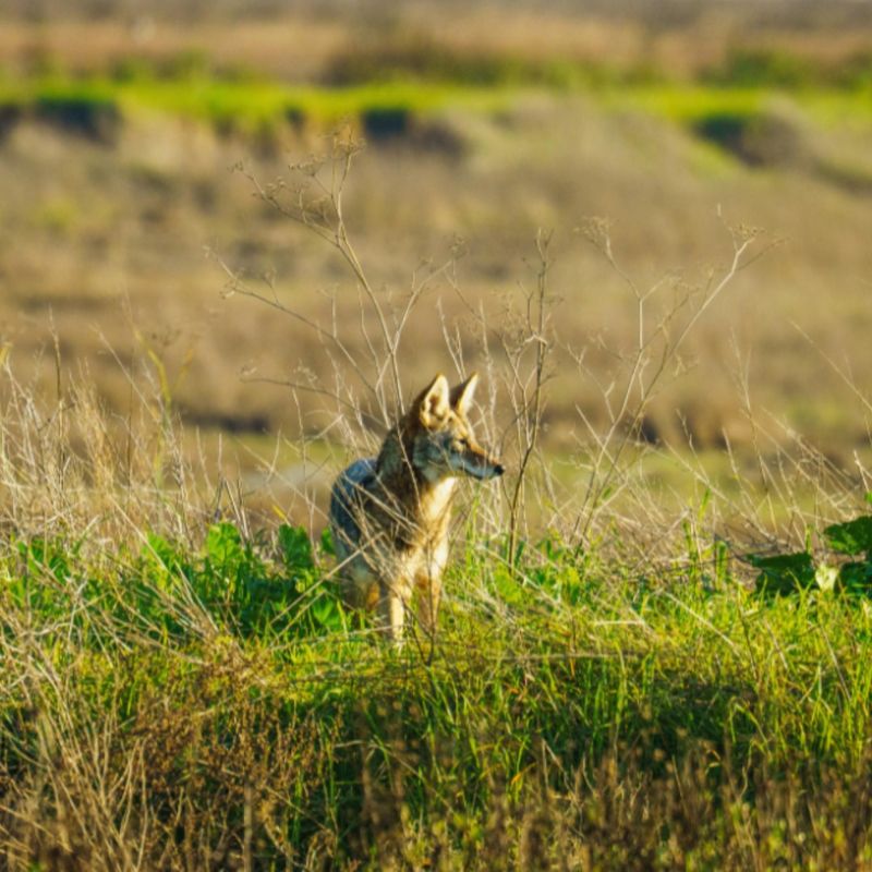Quiet Yards Can Give Coyotes An Easy Route Through Quiet Yards Can Give Coyotes An Easy Route Through