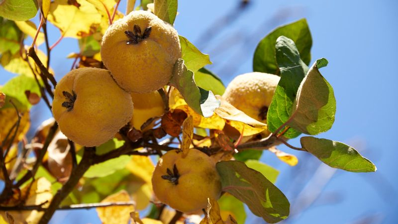 Quince For Fragrant, Old-Fashioned Fruit Quince For Fragrant, Old-Fashioned Fruit