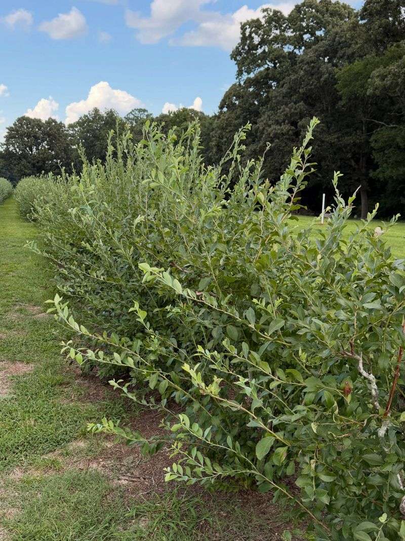 Rabbiteye Blueberries Need Their Fruit Buds Intact Rabbiteye Blueberries Need Their Fruit Buds Intact