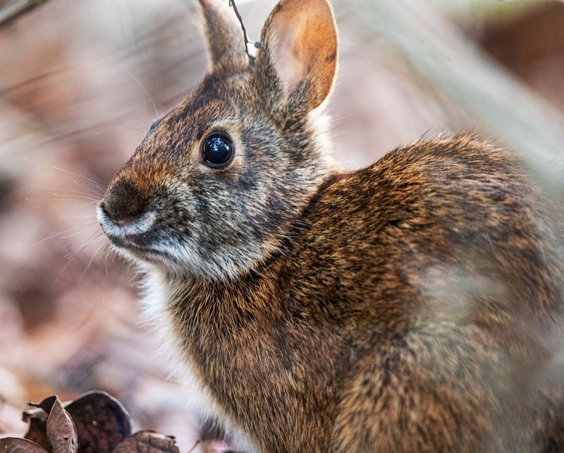 Rabbits, Rats, And Squirrels Can Put Your Yard On The Route