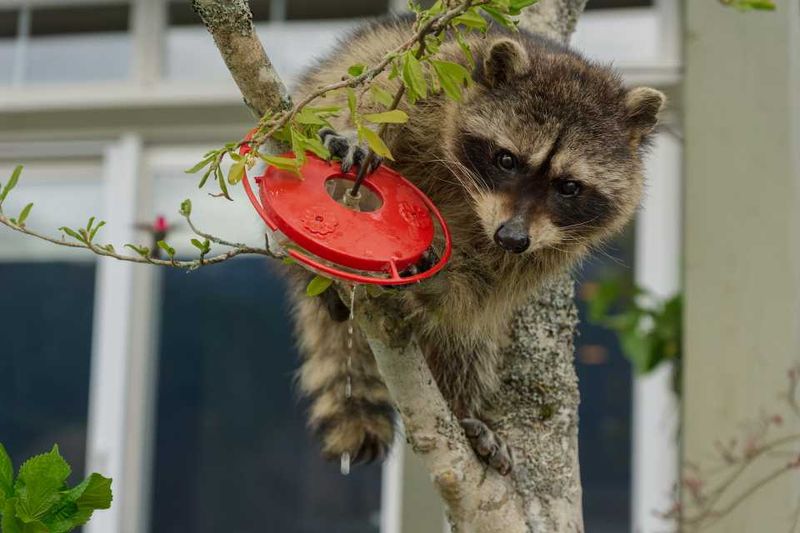 Raccoons And Black Bears On A Midnight Raid Raccoons And Black Bears On A Midnight Raid