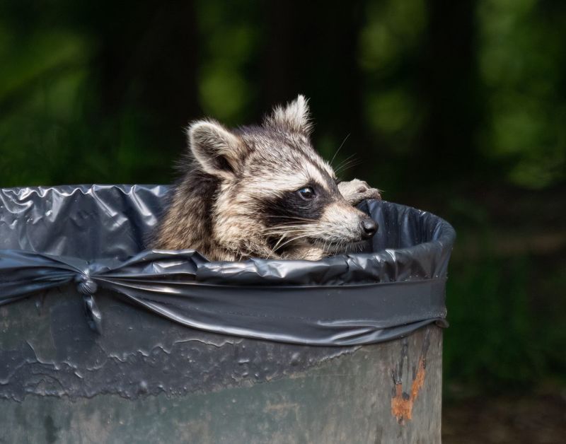 Raccoons Becoming More Noticeable At Night