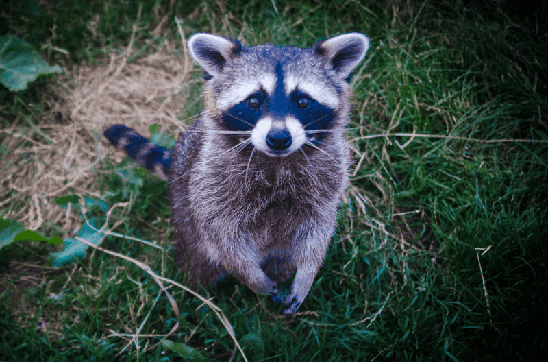 Raccoons Rolling Back The Sod