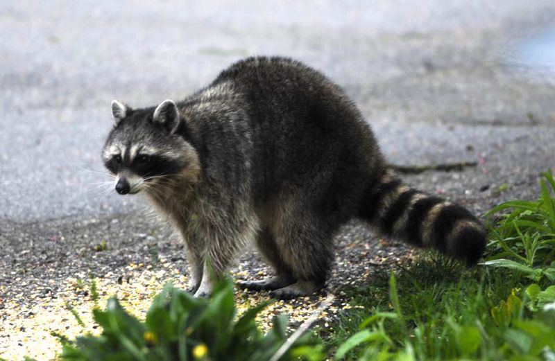 Raccoons Search For Food After Heavy Storms Raccoons Search For Food After Heavy Storms