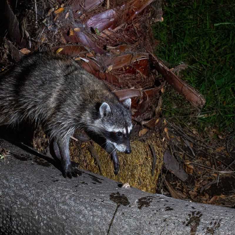 Raccoons Visiting Backyards At Night Raccoons Visiting Backyards At Night
