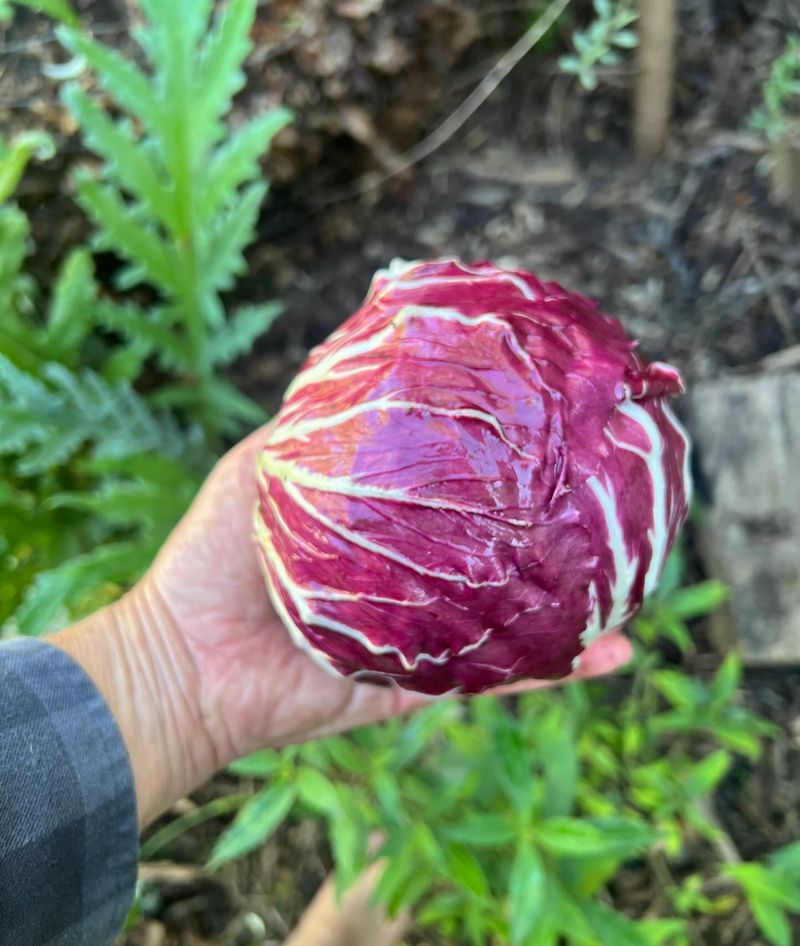 Radicchio For Bold Bitter Heads Radicchio For Bold Bitter Heads