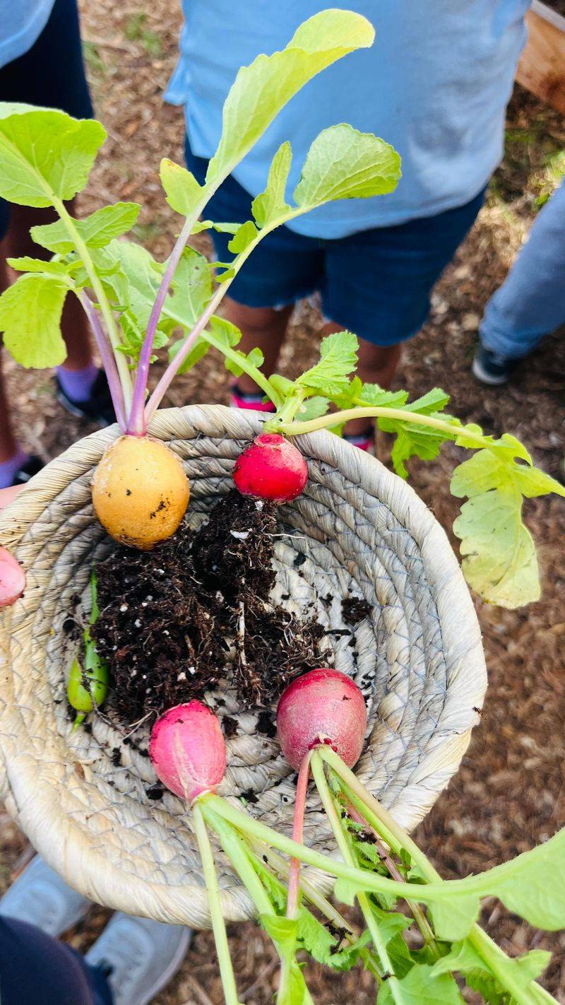 Radish For Fast Root Rewards Radish For Fast Root Rewards